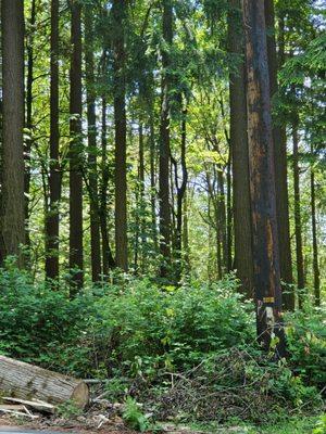 Bridle Trails Corner Park