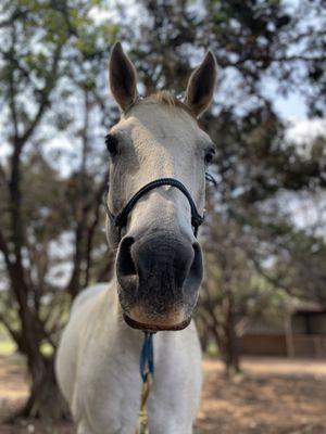 Little Forest Equestrian