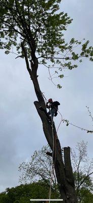 Weglarz Tree Services