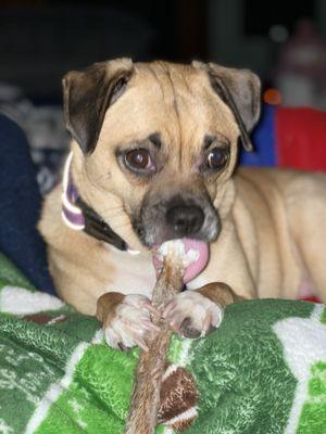 Beautifying the Beast