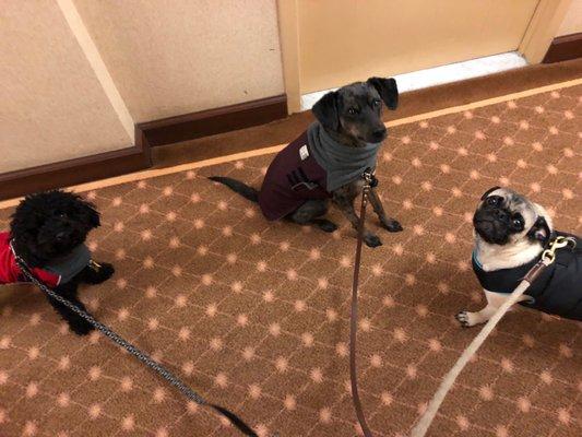 Best friends furever!