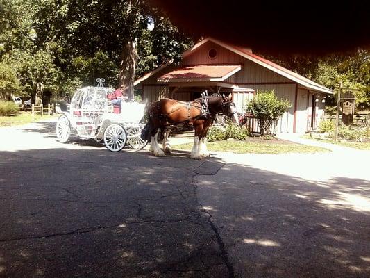 All Occasions Carriage & Pony Rides
