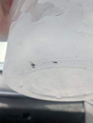 I got a cup of ice from this 7-Eleven, and this is in the bottom of my cup!