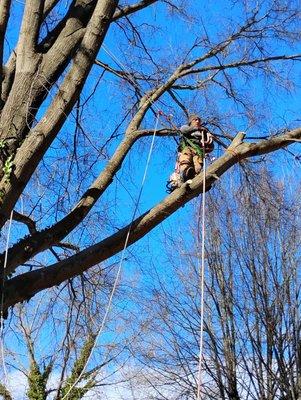 Spaulding's Tree Service