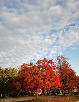 Wilbur Wright College