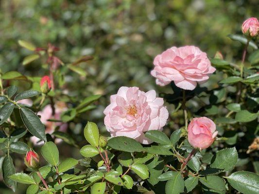 JC Raulston Arboretum