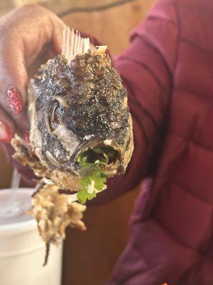 Per server: Cilantro inside indicates that this fish was a vegetarian haha