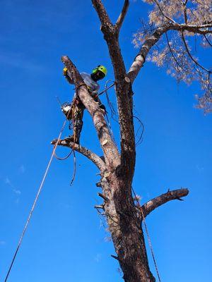 Hernandez Tree & Lawn Care