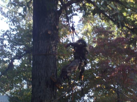 Honey Do Tree Service