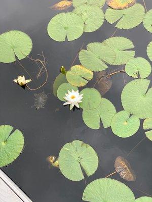 Lilypads