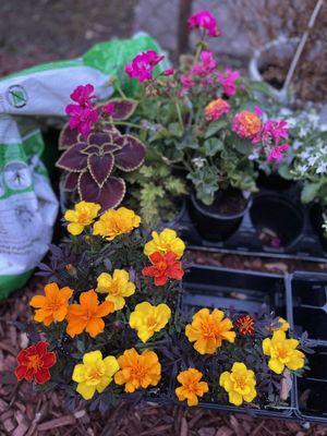 Schwartz's Greenhouse