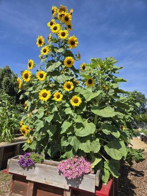 Sylvan Ranch Community Garden