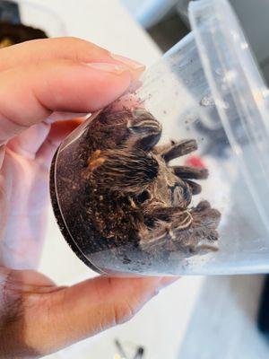 This shop sells injured/half dead animals. How sad.