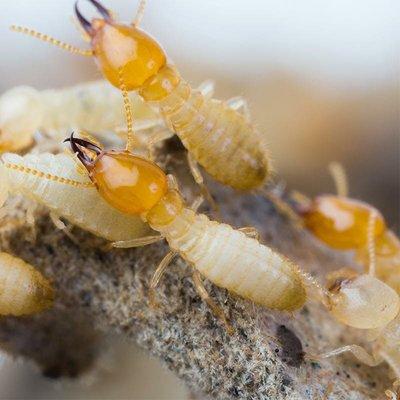 Xtreme Pest Management