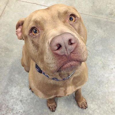 Pawsome Pet Sitting Services