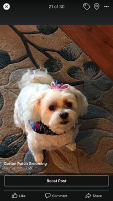 Cotton Patch Grooming