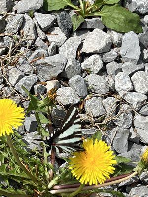 Butterfly at campground