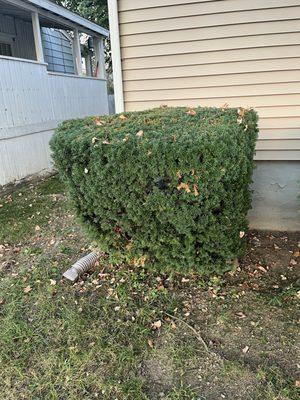 This was also a shrub that the customer asked me to trim