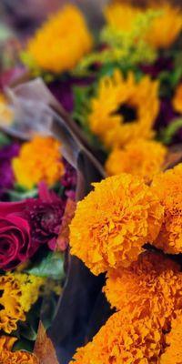 DeMartini Orchard - Kozy Brothers