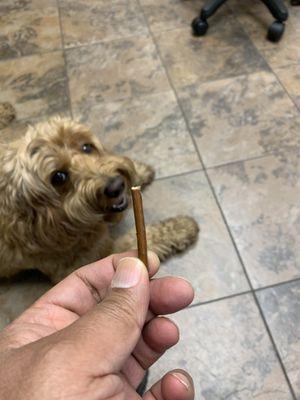 Animal Emergency & Referral Center of Minnesota