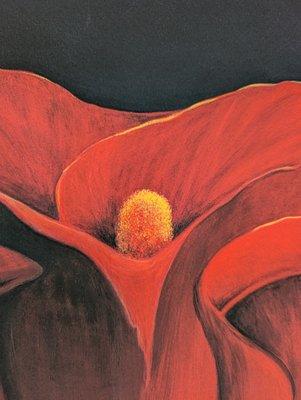 A close up of Matt's Calla Lily.