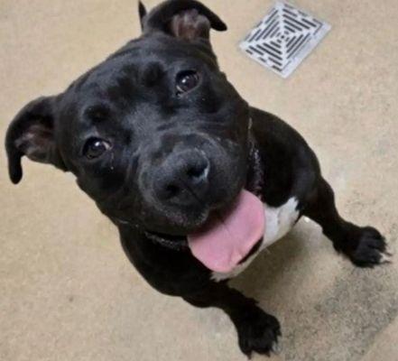 Apple Valley Animal Services Department