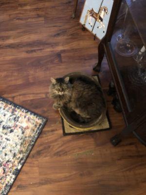 Soquel Creek Animal Hospital