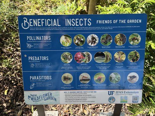 Native Wildflower Garden