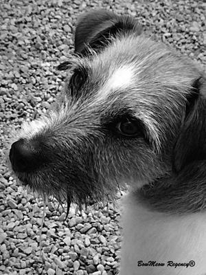 Bow Meow Regency Kennel