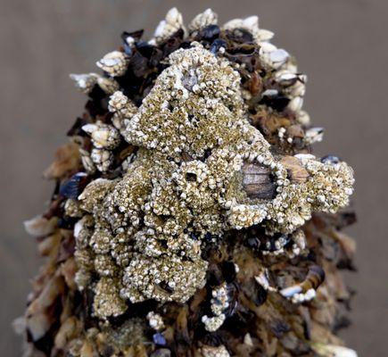 Neskowin Beach State Park