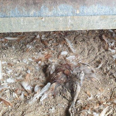 Decomposing and buried chicken in the coop's floor.
