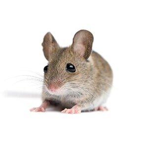 Ralph & Sons Pest Control