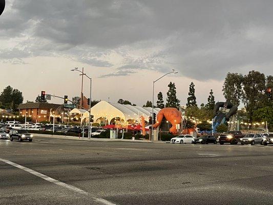 Mr Jack O' Lanterns Pumpkins