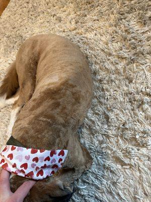 Chico's Grooming Spa