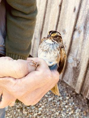 Bucktoe Creek Preserve -- bird banding (Ian with a Yellow Browed Sparrow)