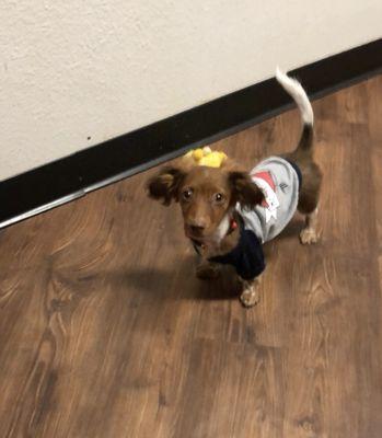 Pinto Bean @ his 1st vet appt