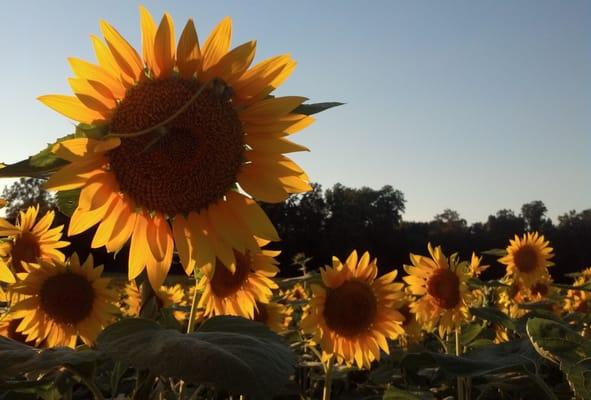 North Harford Counseling, LLC