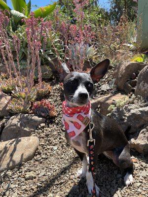 Look how cute! The leash and bandana was from this store!