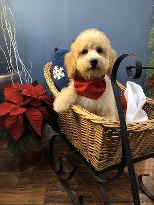 Ruff Cuts Dog Salon & Boutique