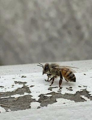 Bee Safe Pest Solutions