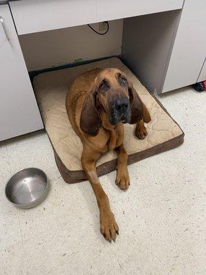 Buckner Animal Clinic