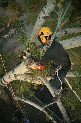 Johnson's Tree & Garden Service