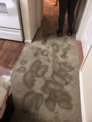 The carpet smelled like wet dog afterwards