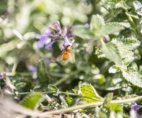 Monsoon Rain Gardens