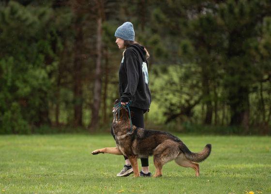 Midwest Working Dog Alliance