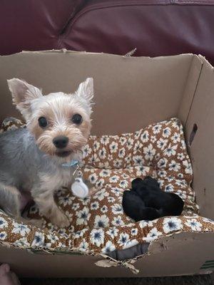 Connie's Dog Grooming Shop