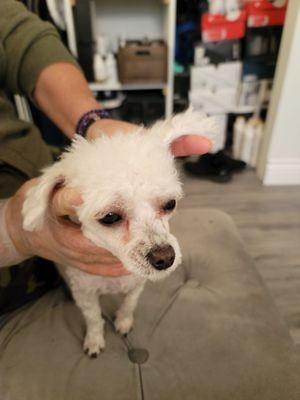 Shear un even cut on head and ears. And cut on stomach.