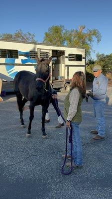 Owner checked the horse for incident - there was none. Very safe trip.