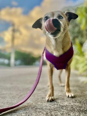 Frida’s Pawsome Pet Care