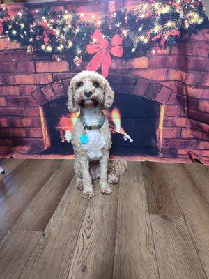 Dogs Applaws Pet Grooming